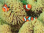 Anemonefish swimming in anemone