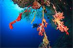 Diver swimming in coral reef