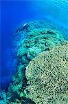 Diver swimming in coral reef