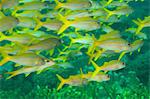 School of goatfish swimming underwater