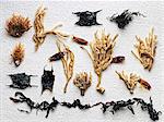 Dried plants arranged on paper