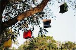 Birdhouses hanging from tree