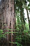 Tree shoots growing in forest