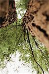 Low angle view of trees in forest