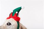 Close up of dog wearing Christmas hat