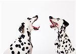 Dogs howling at each other