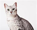 Close up of cat's face