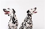 Identical dogs panting together