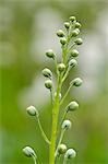 Close up of spring buds on stalk