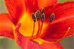 Close up of day lily