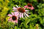 Close-up of a coneflower (Echinacea purpurea) blossom in summer, Bavaria, Germany.