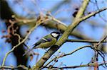 Great Tit (Parus major) sitting on a branch, Bavaria, Germany