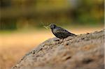 Common Starling (Sturnus vulgaris) on the ground with twigs in beak in early spring, Bavaria, Germany