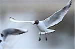 Black-headed Gull (Chroicocephalus ridibundus) landing, Bavaria, Germany