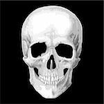 Human skull model. Vector object scull illustration. People bone design  isolated on black background. Halloween symbol.