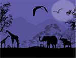 African wildlife at blue sunset, with elephants and giraffe, vector illustration