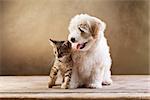 Best friends - kitten and small fluffy dog looking sideways - copy space