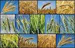 wheat growing in the field collection