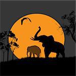 Silhouette view of elephants at night, wildlife vector illustration