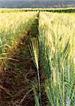 Green barley field in spring on a sunny day