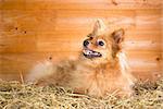 Pomeranian dog on a straw on a background of wooden boards