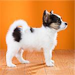 Papillon Puppy standing on a orange background. Side view