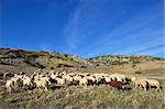 Sheep on the Bistra mountain from Macedonia in summer