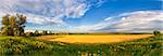 Panorama of a big summer field shined with the sun, with clouds in the sky on background