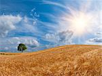Wheat field with a tree on the horizon and the sun in the beautiful sky