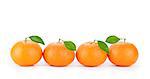 fresh orange mandarins isolated on a white background