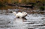 West Highland White Terrier swims with steak in water