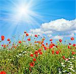 Summer beautiful red poppy and white camomile flowers on blue sky with sunshine background