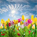 Spring landscape with tulip flowers and beautiful clouds and sun in the sky