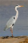 Grey heron (Ardea cinerea) standing in natural habitat, South Africa