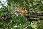 Portrait of Leopard (Panthera pardus) in Tree, Maasai Mara National Reserve, Kenya