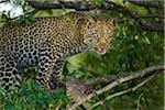 Leopard (Panthera pardus) with Dik-dik (Madoqua) Prey in Tree, Maasai Mara National Reserve, Kenya