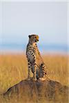 Cheetah (Acinonyx jubatus) adult searching for prey from atop termite mound, Maasai Mara National Reserve, Kenya, Africa.