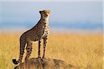 Cheetah (Acinonyx jubatus) adult searching for prey from atop termite mound, Maasai Mara National Reserve, Kenya, Africa.