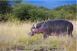 Hippopotamus (Hippopotamus amphibus) out of the water feeding on grass, Maasai Mara National Reserve, Kenya, Africa.