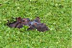 Close-up of a hippopotamus (Hippopotamus amphibus) swimming in swamp lettuce, Maasai Mara National Reserve, Kenya, Africa.