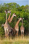 Herd of Masai giraffes (Giraffa camelopardalis tippelskirchi) standing near trees, Maasai Mara National Reserve, Kenya, Africa.