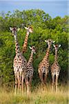 Herd of Masai giraffes (Giraffa camelopardalis tippelskirchi) standing near trees, Maasai Mara National Reserve, Kenya, Africa.