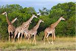 Herd of Masai giraffes (Giraffa camelopardalis tippelskirchi) walking near trees, Maasai Mara National Reserve, Kenya, Africa.