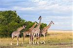 Herd of Masai giraffes (Giraffa camelopardalis tippelskirchi) standing at edge of grassland, Maasai Mara National Reserve, Kenya, Africa.