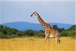 Masai giraffe (Giraffa camelopardalis tippelskirchi), female adult walking in savanna, Maasai Mara National Reserve, Kenya, Africa.