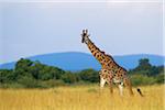 Masai giraffe (Giraffa camelopardalis tippelskirchi), male adult walking in savanna, Maasai Mara National Reserve, Kenya, Africa.