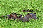 Close-up of three hippopotamus (Hippopotamus amphibus) swimming in swamp lettuce, Maasai Mara National Reserve, Kenya, Africa.