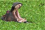 Close-up of a hippopotamus (Hippopotamus amphibus) in a savanna waterhole with its mouth open in threat display, Maasai Mara National Reserve, Kenya, Africa.