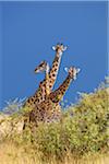 Group of Masai giraffes (Giraffa camelopardalis tippelskirchi), Maasai Mara National Reserve, Kenya, Africa.