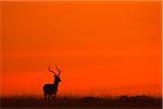Impala (Aepyceros melampus) silhouette at sunrise, Maasai Mara National Reserve, Kenya, Africa.